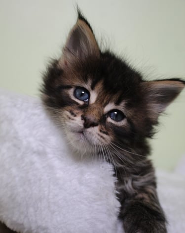 a kitten kitten kitten kitten kitten kitten kitten kitten kitten kitten kitten kitten kitten kitten kitten