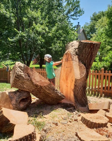 Tree removal in Shawnee Kansas willow tree decay 