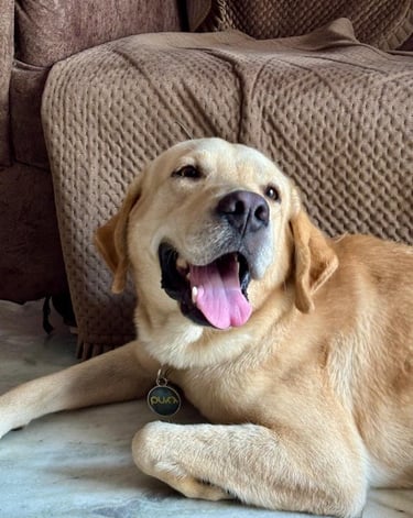 Chirayu's Labrador with Purr Tag