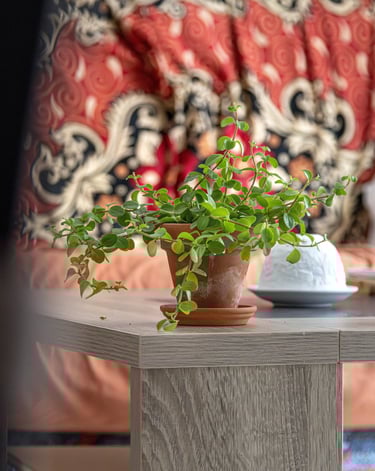  plante sur une table photo immobilière