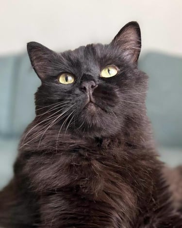 Photo portrait of a black Syberian cat