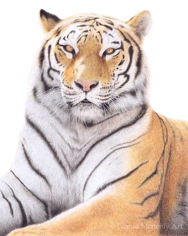 Tiger drawing in colored pencil on white background