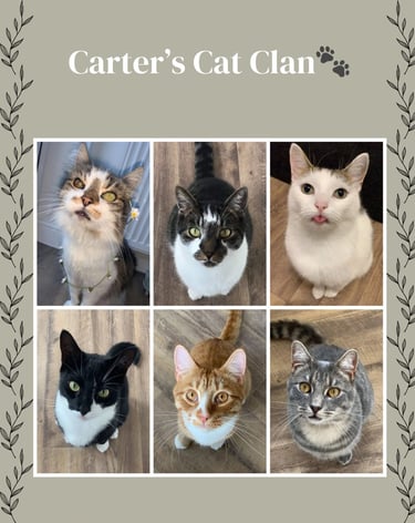 Carters Cat Clan at DC Pet Services