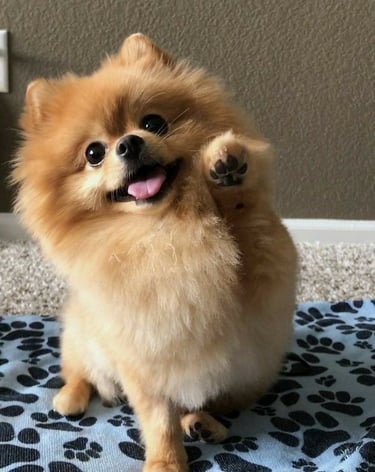 venta perrito pomerania argentina