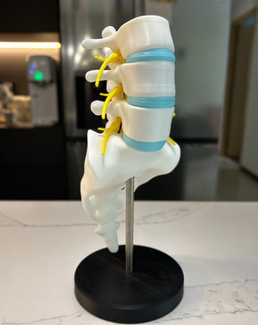 model of a human spine