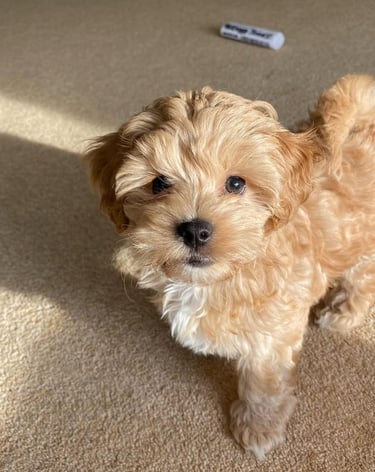 Maltipoo puppies for sale