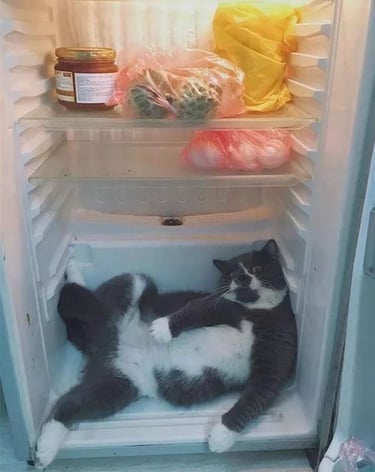 cat laying in a fridge
