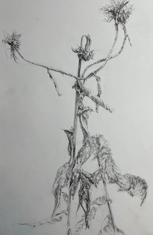 A2 graphite drawing: Inula Magnifica