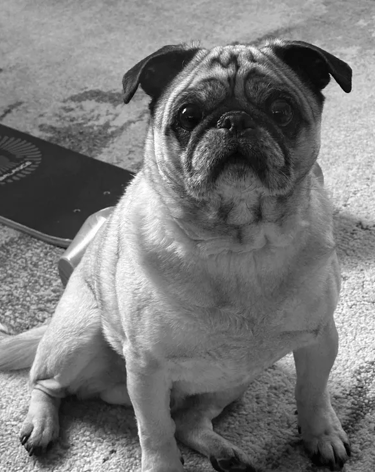 Fred, Head of Security, Flycatcher LLC