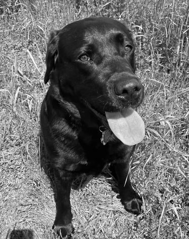 Layla, Waterdogged, Flycatcher LLC