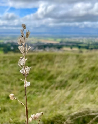 Dried wildflower stem in a grassy meadow with a scenic valley view under a cloudy blue sky.