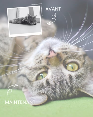 énergticien animalier val d'europe