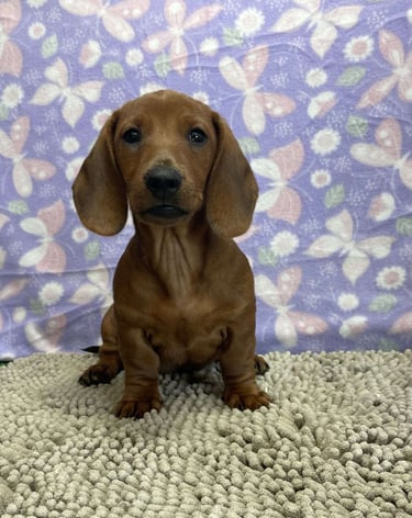 Dachshund Puppies for Sale