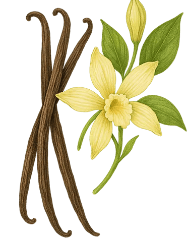 vanilla illustration