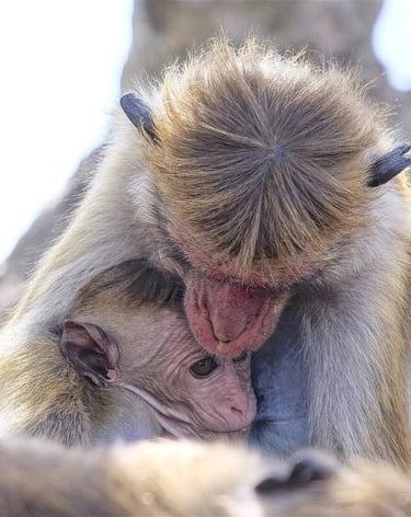 a monkey mother and baby monkey 
