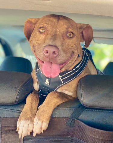 chien Pit Bull qui sourit