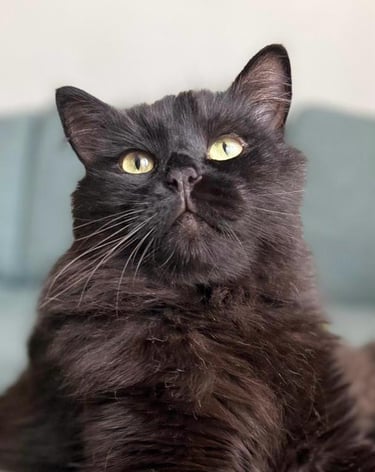 Photo portrait of a black Syberian cat