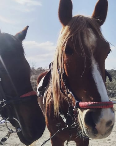 Arabian Horse