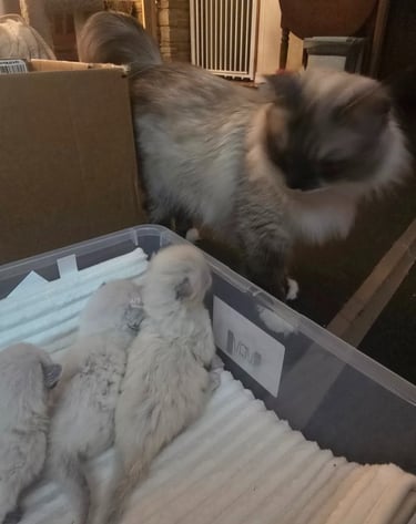 Seal Color Point Hypoallergenic Russian Siberian Forest Cat and kittens