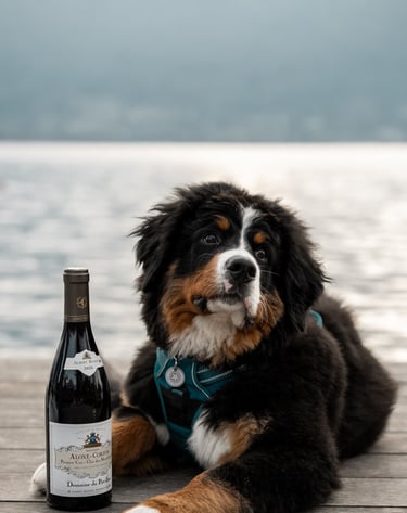 bouvier bernois Annecy