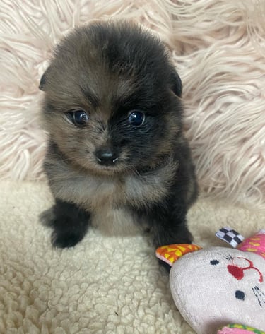 cachorro pomerania venta