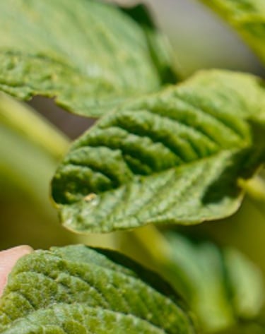 Iveth holding a white amaranth plant