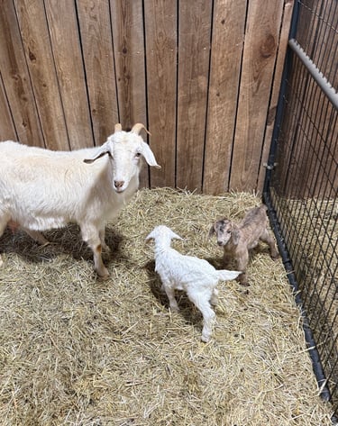 Ebony (brown doeling), Ester (white doeling)