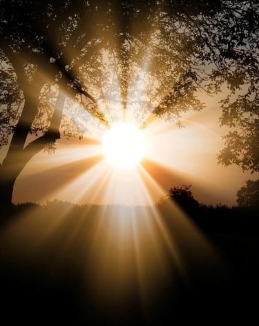 a sunset with a tree and sun shining through the trees