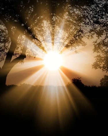 a sunset with a tree and sun shining through the trees