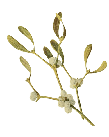 mistletoe