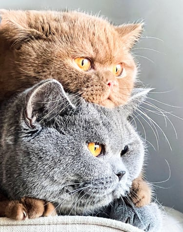 Blue and Cinnamon British Shorthair kitten with round face and plush coat