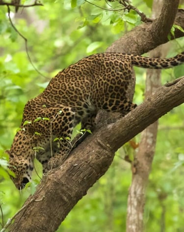 leopard in Bardiya community forest