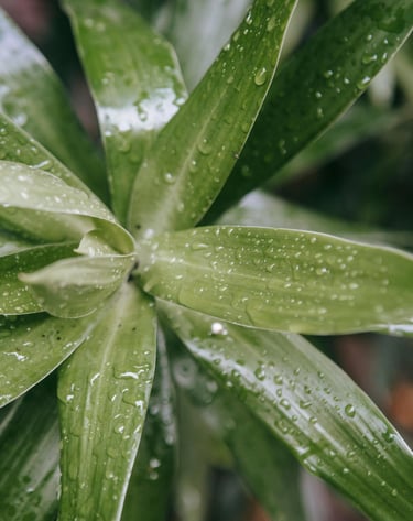 Indoor plant with wet leaves
