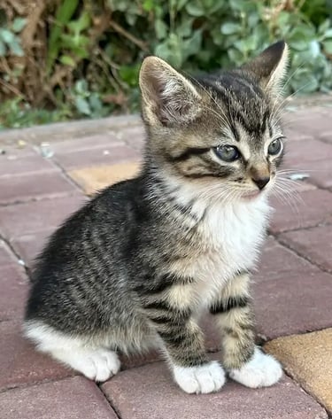 Chaton gris perle observant son environnement à Marrakech – KittySitter Marrakech