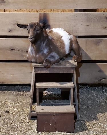 Family Farm Goats in Pennsylvania