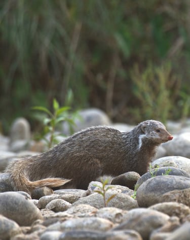 mongoose in Bardia National Park