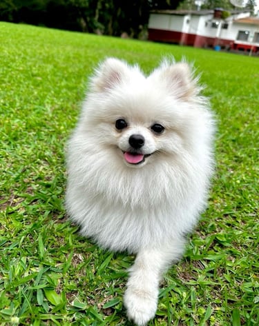 perro pomerania en venta