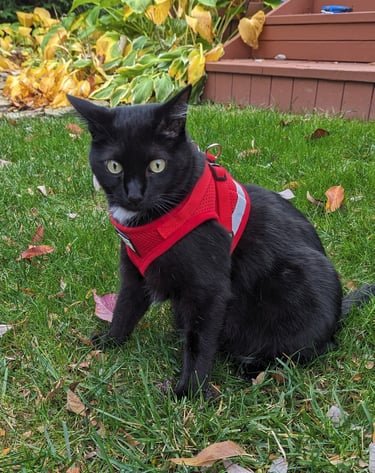 bad ass cat wearing a red vest