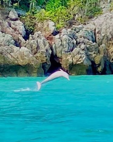pink dolphins thailand