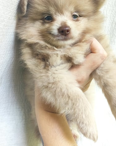 criadero de cachorros pomerania en argentina
