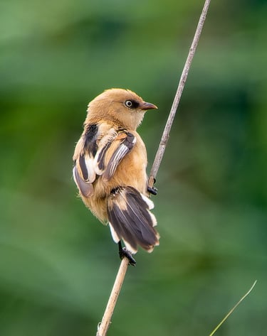 A Bearded Reddling at Rainham Marshes RSPB.