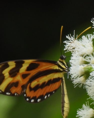 A butterfly on a flower in Costa Rica
