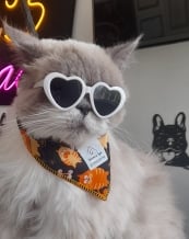 a cat with sunglasses and sunglasses on a table