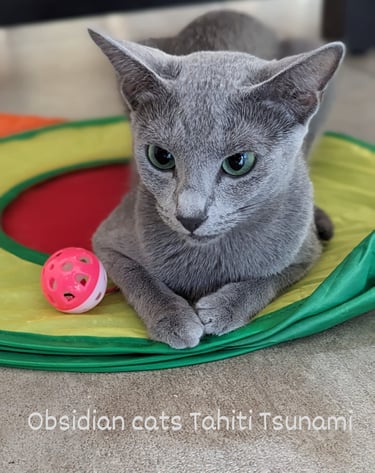 bleu russe chat elevage
