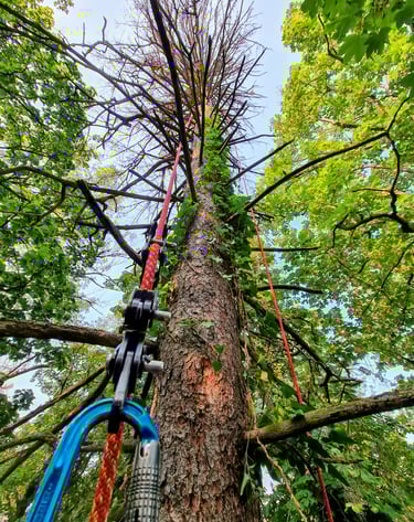 Démontage d'un gros épicéa sec