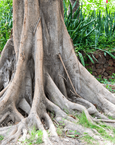 grounding-techniques-what-is-grounding-inner-energy-harmony