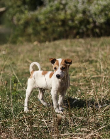 Chien courant librement dans un espace propre et sécurisé