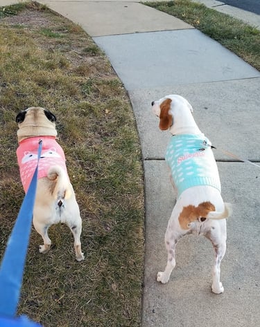 Two small dogs wearing pastel sweaters one pink, one blue—walk side by side on leashes