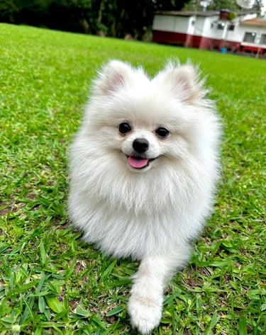 perro pomerania en venta