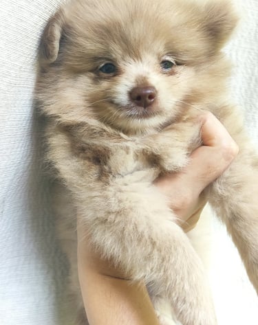 criadero de cachorros pomerania en argentina